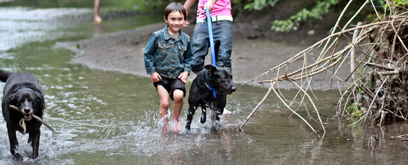 Campsites that allow dogs