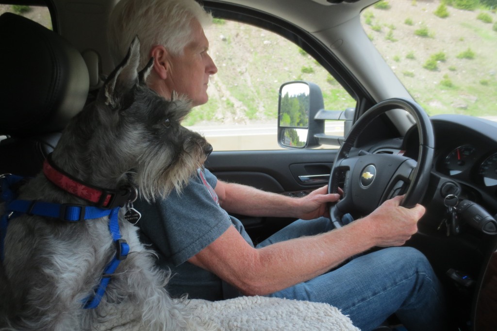 Schnauzer dog in RV with owner while driving
