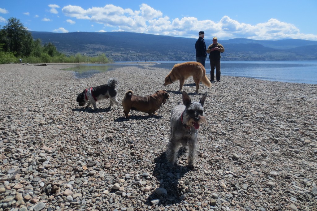 Dogs playing at Sunoka Beach