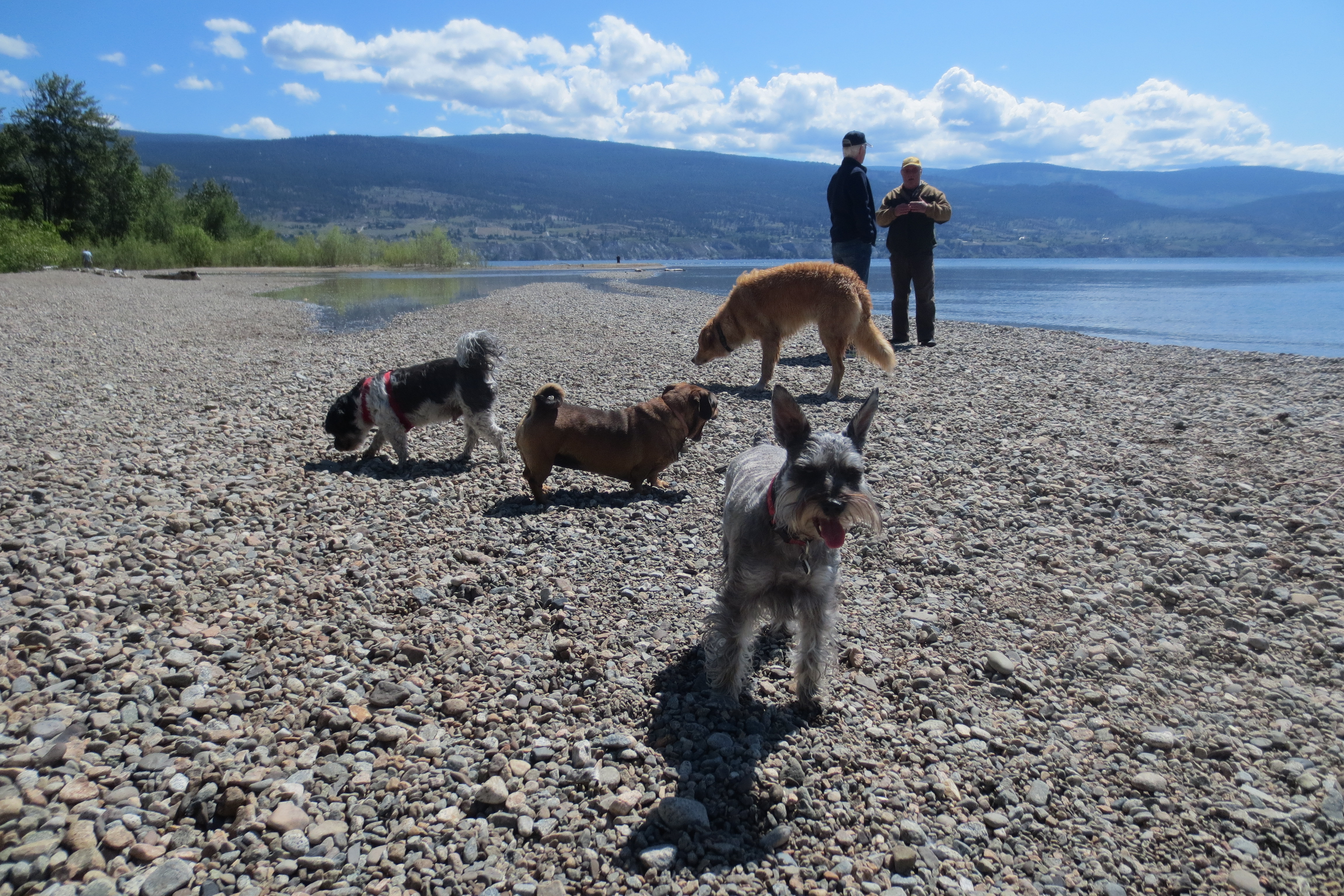 Keeping you, and your family dog cool while camping in British Columbia