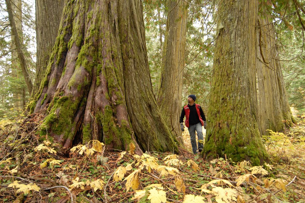 Ancient Forest