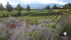 Okanagan Lavender Herb Farm