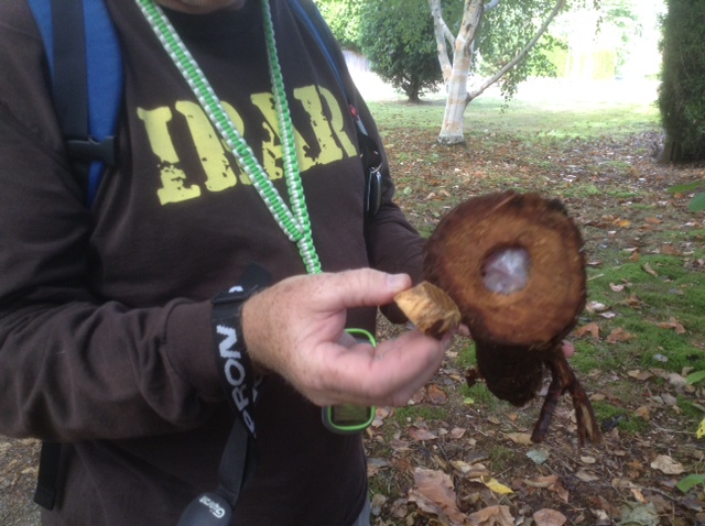 Cache in the Bottom of a Log