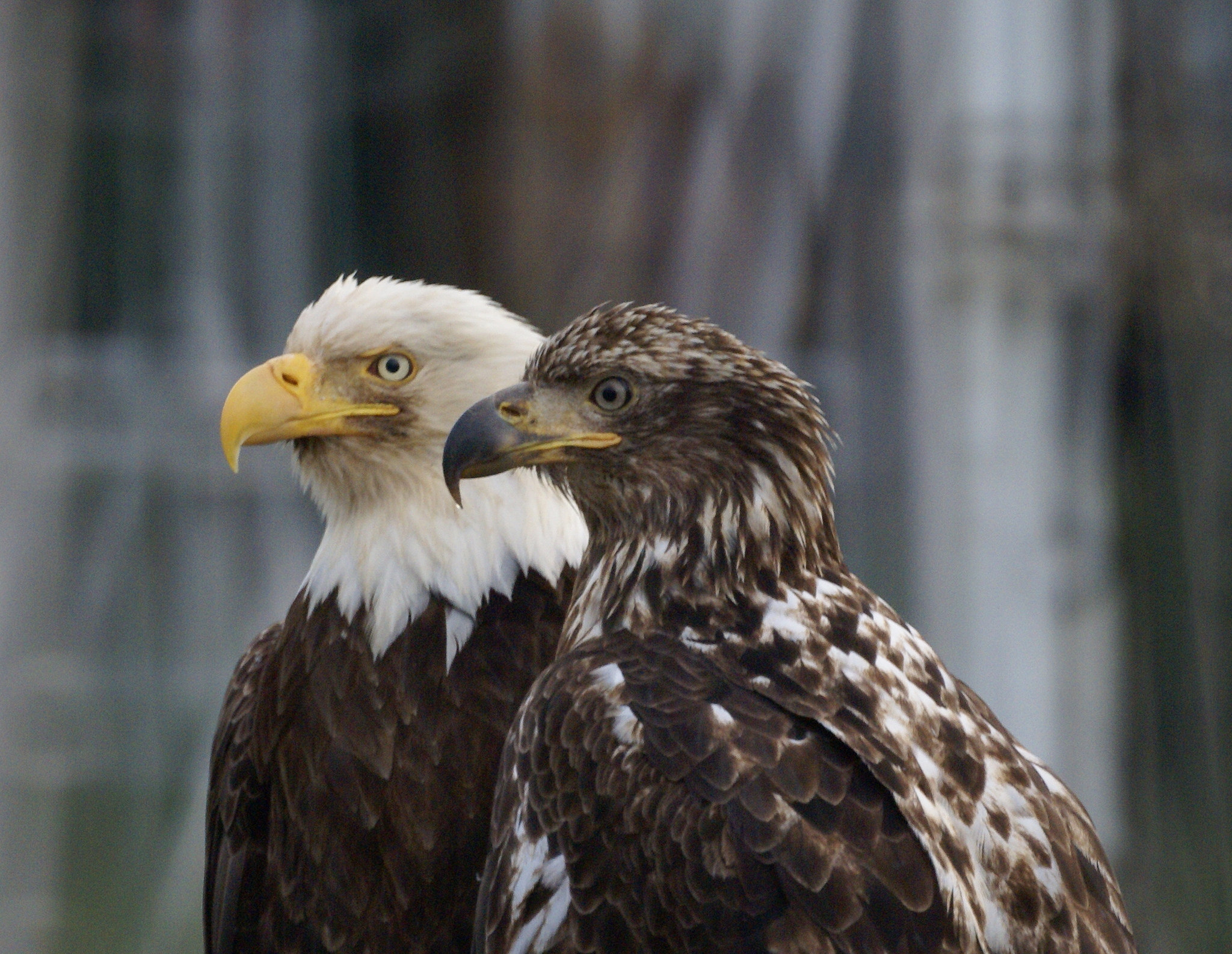 British Columbia’s Wildlife A Sight to Behold