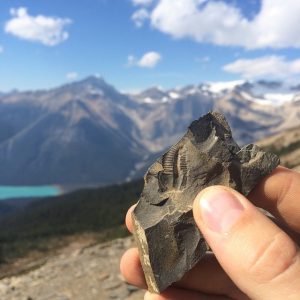Fossil Found at Walcott Quarry, Yoho National Park. Photo: Aaron Purdy