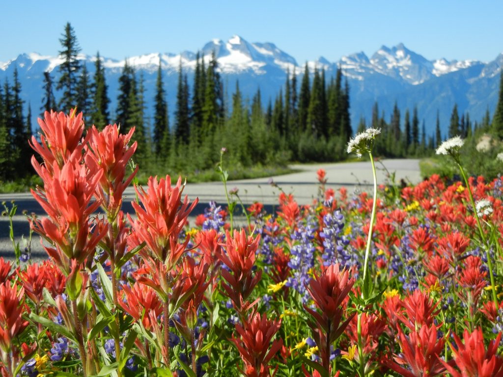 Meadows in the Sky Parkway, Mount Revelstoke