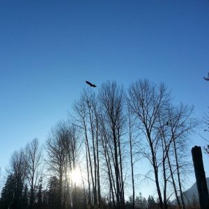Eagles at Kilby Provincial Park