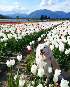 Tulips of the Valley, Chilliwack BC