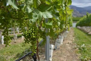 Oliver Winery