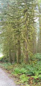 Moss Covered Trees Golden Ears Park | Joss Penny