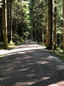 Trail at Golden Ears Park | Darlene Oswald