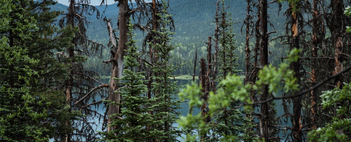 Why a Trip to the Cariboo, BC is not to be Missed